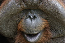 Orangutan (Pongo pygmaeus) male with large cheek patches calling, Kubah National Park, Malaysia