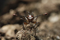Stalk-eyed Fly (Teleopsis dalmanni) male, Kuching, Borneo, Malaysia