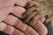 Pig-tailed Macaque (Macaca nemestrina) hand held by human, Malaysia