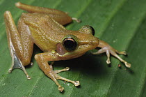 Schlegel's Java Frog (Hydrophylax chalconotus), Malaysia