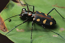 Tiger Beetle (Cicindela chinensis), Malaysia