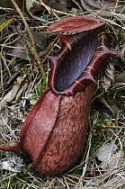 Pitcher Plant (Nepenthes northiana) lower pitcher, Bau, Malaysia