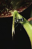Spiny Ant (Polyrhachis sp) in search of sweet nectar on the tenuous foothold of a Pitcher Plant (Nepenthes bicalcarata), Serian, Sarawak, Malaysia