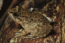 Corrugated Frog (Limnonectes laticeps), Bako National Park, Malaysia