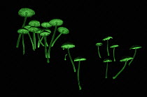Gill Mushroom (Filoboletus sp) group with bioluminescence which serves to attract nocturnal insects that aid in spore dispersal, Bako National Park, Malaysia
