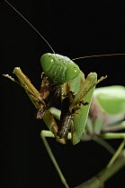 Mantis (Hierodula sp) feeding on grasshopper, Kuching, Borneo, Malaysia