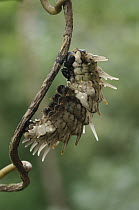 Rajah Brooke's Birdwing (Trogonoptera brookiana) caterpillar entering pupal stage, Kipandi Butterfly Park, Crocker Range, Malaysia