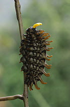 Golden Birdwing Butterfly (Troides amphrysus) caterpillar defends itself by means of foul-smelling tentacles hidden behind its head, Kipandi Butterfly Park, Crocker Range, Malaysia