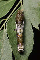 Common Mormon (Papilio polytes) caterpillar mimicking bird dropping, Kuching, Borneo, Malaysia