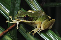 White-lipped Frog (Hylarana raniceps), Bintulu, Borneo, Malaysia
