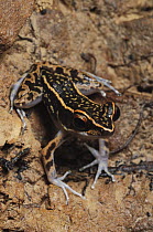 Striped Stream Frog (Rana signata), Bintulu, Borneo, Malaysia