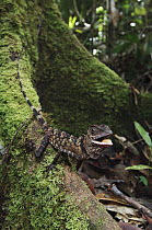 Borneo Anglehead Lizard (Gonocephalus bornensis) in defensive posture, Bintulu, Borneo, Malaysia