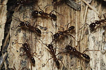 Army Ant (Leptogenys processionalis) group, Bintulu, Borneo, Malaysia