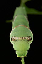 Common Mormon (Papilio polytes) caterpillar showing false eyespots, Kuching, Borneo, Malaysia
