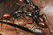 Giant Forest Ant (Camponotus gigas) pair from different colonies confront each other in a territorial display, Lambir Hills National Park, Malaysia