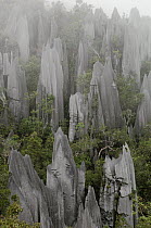 Limestone pinnacles on the upper slopes of Mount Api, Gunung Mulu National Park, Malaysia