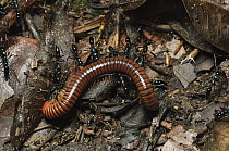 Army Ant (Leptogenys sp) group with subdued millipede in the process of transporting it back to their nest, Gunung Mulu National Park, Malaysia