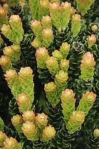 Heath (Ericaceae) new growth, Gunung Murud, Pulong Tau National Park, Malaysia