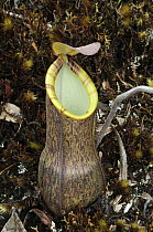 Pitcher Plant (Nepenthes murudensis) lower pitcher, Gunung Murud, Pulong Tau National Park, Malaysia