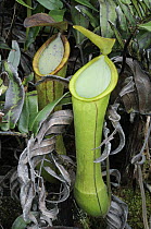 Pitcher Plant (Nepenthes murudensis) upper pitchers, Gunung Murud, Pulong Tau National Park, Malaysia
