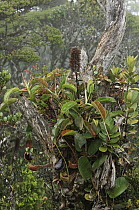 Low's Pitcher Plant (Nepenthes lowii) epiphyte, Gunung Murud, Pulong Tau National Park, Malaysia