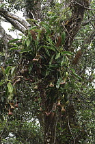 Low's Pitcher Plant (Nepenthes lowii) epiphyte, Gunung Murud, Pulong Tau National Park, Malaysia