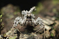 Jumping Spider (Portia sp), Bau, Malaysia