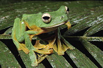 Wallace's Flying Frog (Rhacophorus nigropalmatus) showing webbed membranes between toes, Kubah National Park, Malaysia