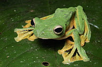 Wallace's Flying Frog (Rhacophorus nigropalmatus) showing webbed membranes between toes, Kubah National Park, Malaysia