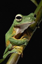 Wallace's Flying Frog (Rhacophorus nigropalmatus), Kubah National Park, Malaysia