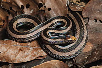 Banded Coral Snake (Calliophis intestinalis) in leaf litter, Kubah National Park, Malaysia