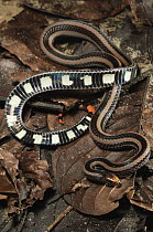 Banded Coral Snake (Calliophis intestinalis) showing both topside and underside, Kubah National Park, Malaysia