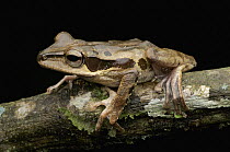 Dark-eared Tree Frog (Polypedates macrotis), Danum Valley Conservation Area, Malaysia