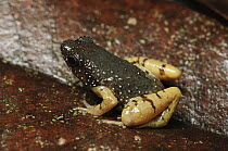Brown Thorny Frog (Chaperina fusca), Danum Valley Conservation Area, Malaysia