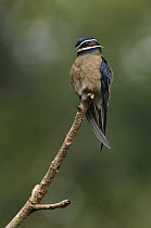 Whiskered Treeswift (Hemiprocne comata) male, Danum Valley Conservation Area, Malaysia