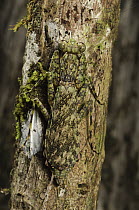Mantid (Humbertiella sp) camouflaged on branch, Danum Valley Conservation Area, Malaysia