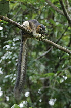 Cream-colored Giant Squirrel (Ratufa affinis) feeding on fruit of Macaranga (Macaranga sp), Kubah National Park, Malaysia