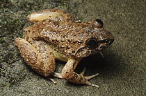 Kuhl's Creek Frog (Limnonectes kuhli), Gunung Penrissen, Borneo, Malaysia
