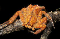Giant Crab Spider (Sparassidae), Gunung Penrissen, Borneo, Malaysia
