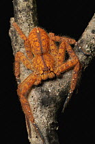 Giant Crab Spider (Sparassidae), Gunung Penrissen, Borneo, Malaysia