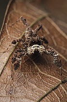 White-moustached Portia (Portia labiata) spider, Gunung Penrissen, Borneo, Malaysia