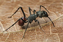 Jumping Spider (Salticidae) mimicking Spiny Ant (Polyrhachis armata), Gunung Penrissen, Borneo, Malaysia