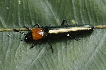 Leaf Beetle (Chrysomelidae), Gunung Penrissen, Borneo, Malaysia