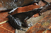 Mahogany Frog (Rana luctuosa) camouflaged in leaf litter, Kubah National Park, Malaysia
