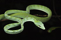 Oriental Whip Snake (Ahaetulla prasina), Kubah National Park, Malaysia