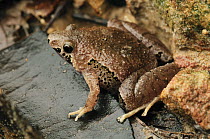 Borneo Narrow-mouthed Frog (Microhyla borneensis), Kubah National Park, Malaysia