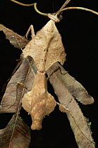 Dead-leaf Mantid (Deroplatys trigonodera) mimicking dead leaf, Gunung Gading National Park, Malaysia