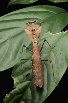 Malaysian Dead-leaf Mantis (Deroplatys desiccata) male, Gunung Gading National Park, Malaysia