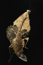 Dead-leaf Mantid (Deroplatys trigonodera), Gunung Gading National Park, Malaysia