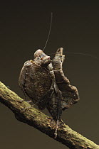 Mantis (Hestiasula sp) mimics a dry leaf, Bau, Malaysia